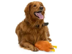 Pet Toys Hundespielzeug - Truthahn